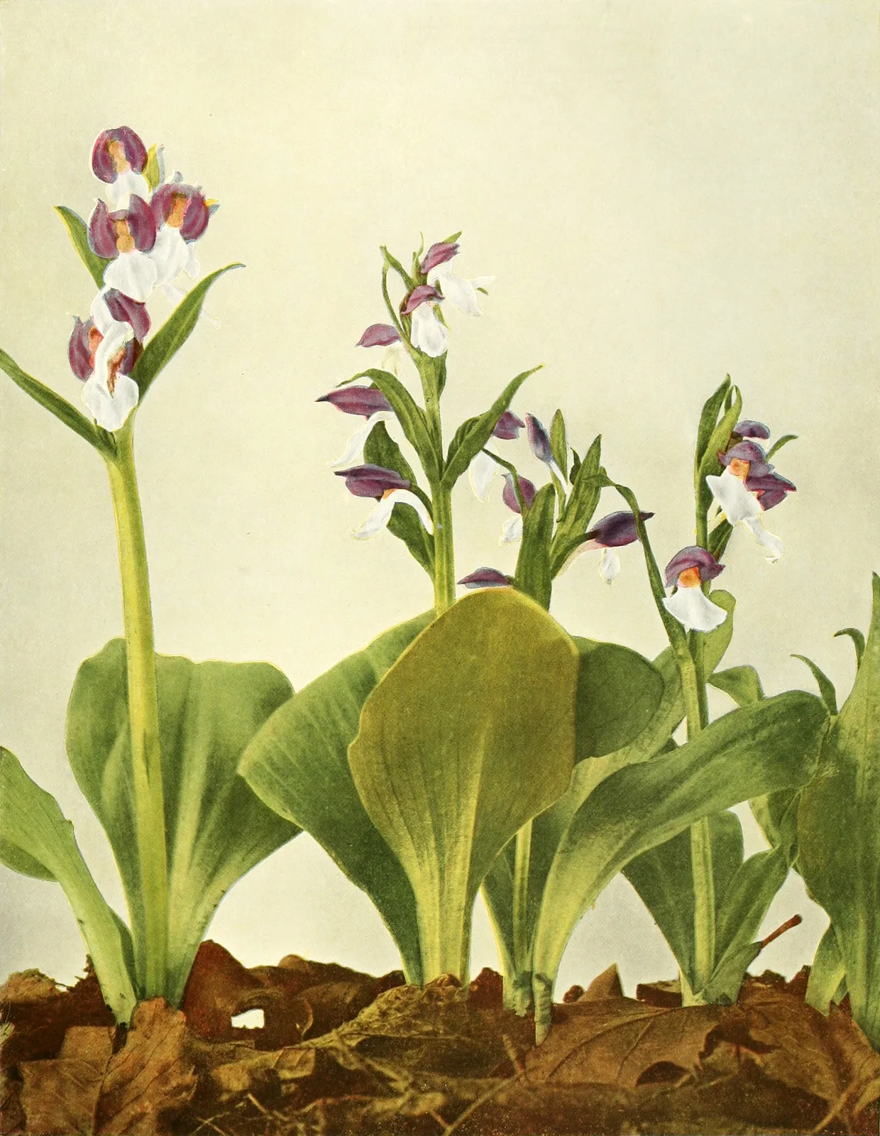 Showy Orchis