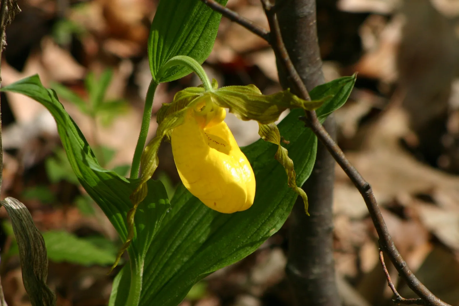 Yellow Ladys Slipper