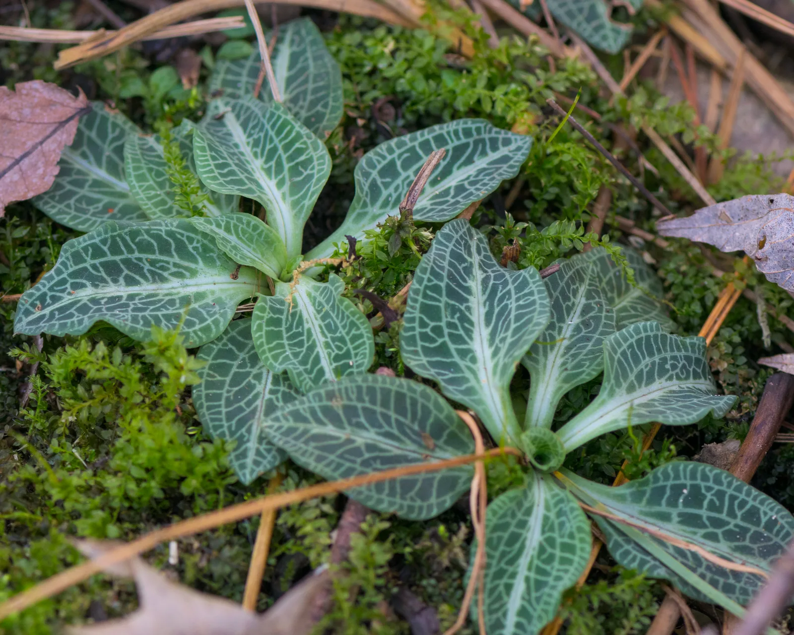 Downy Rattlesnake Plantain