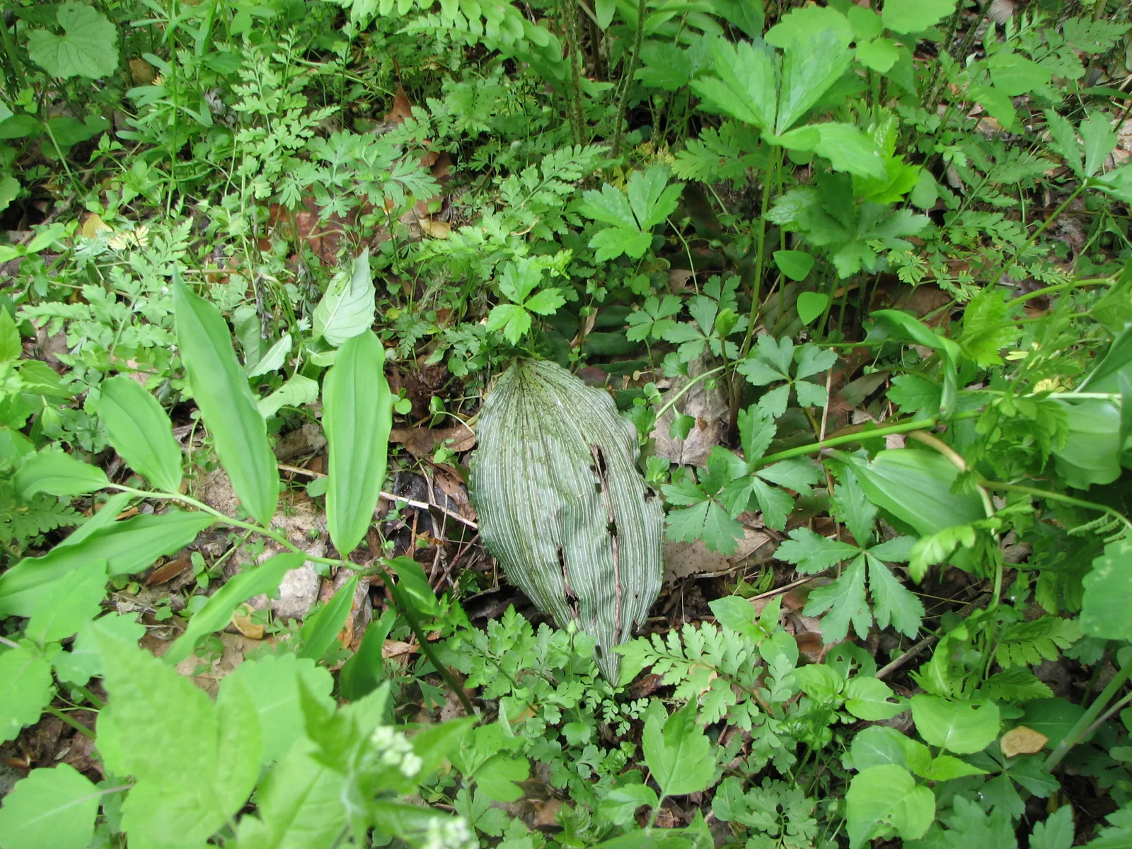 Puttyroot (Aplectrum hyemale)