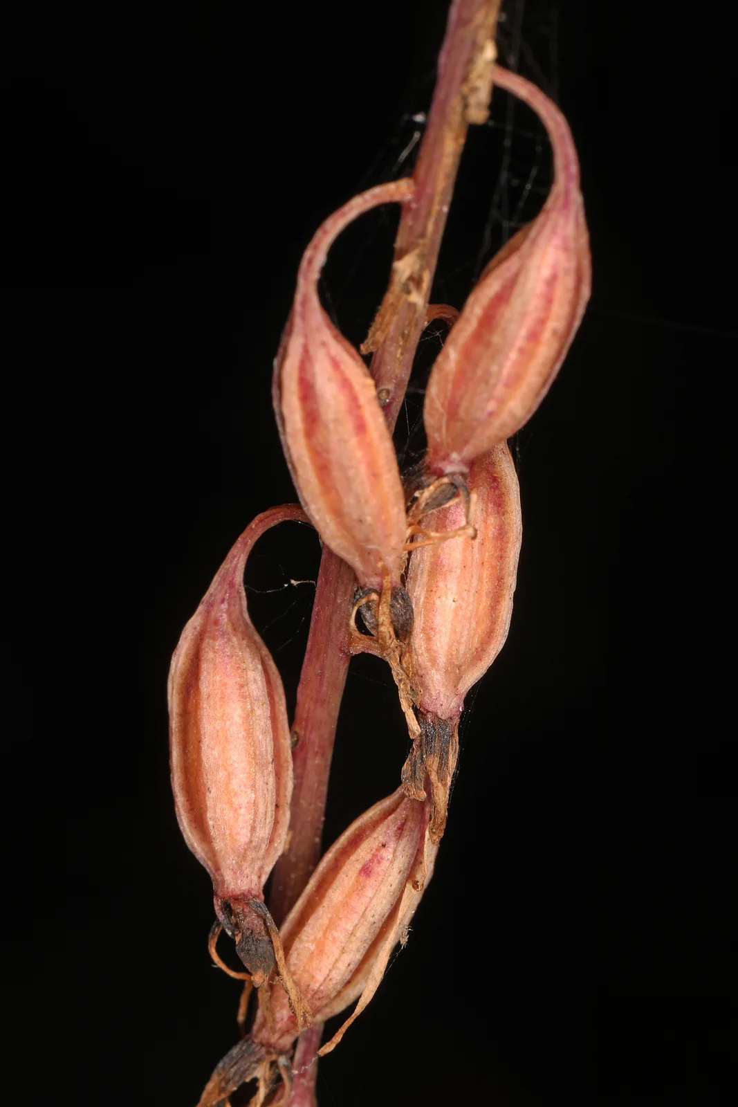 Cranefly Orchid