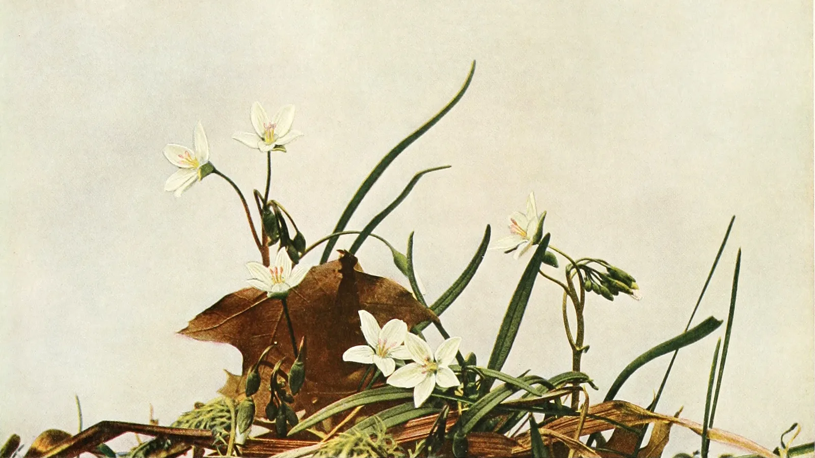 Spring Beauty
