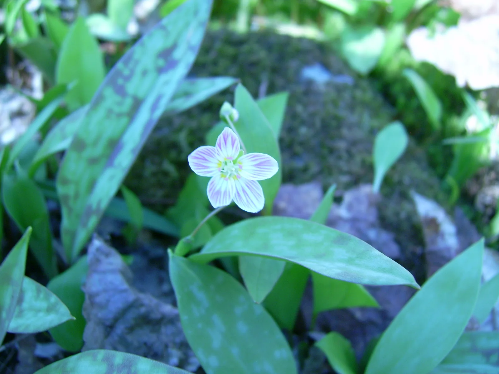 Carolina Spring Beauty
