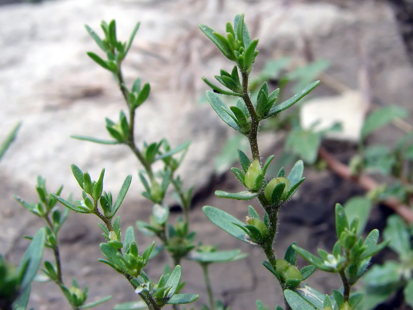 Purslane Speedwell
