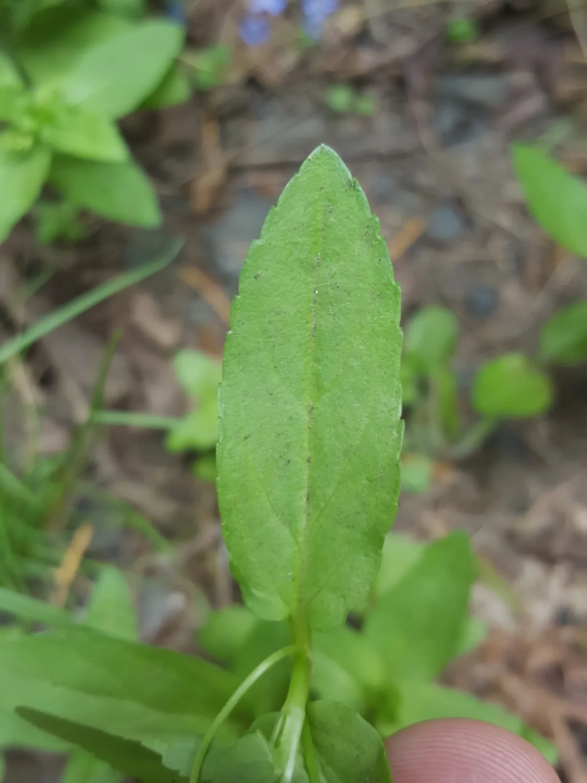 American Brooklime