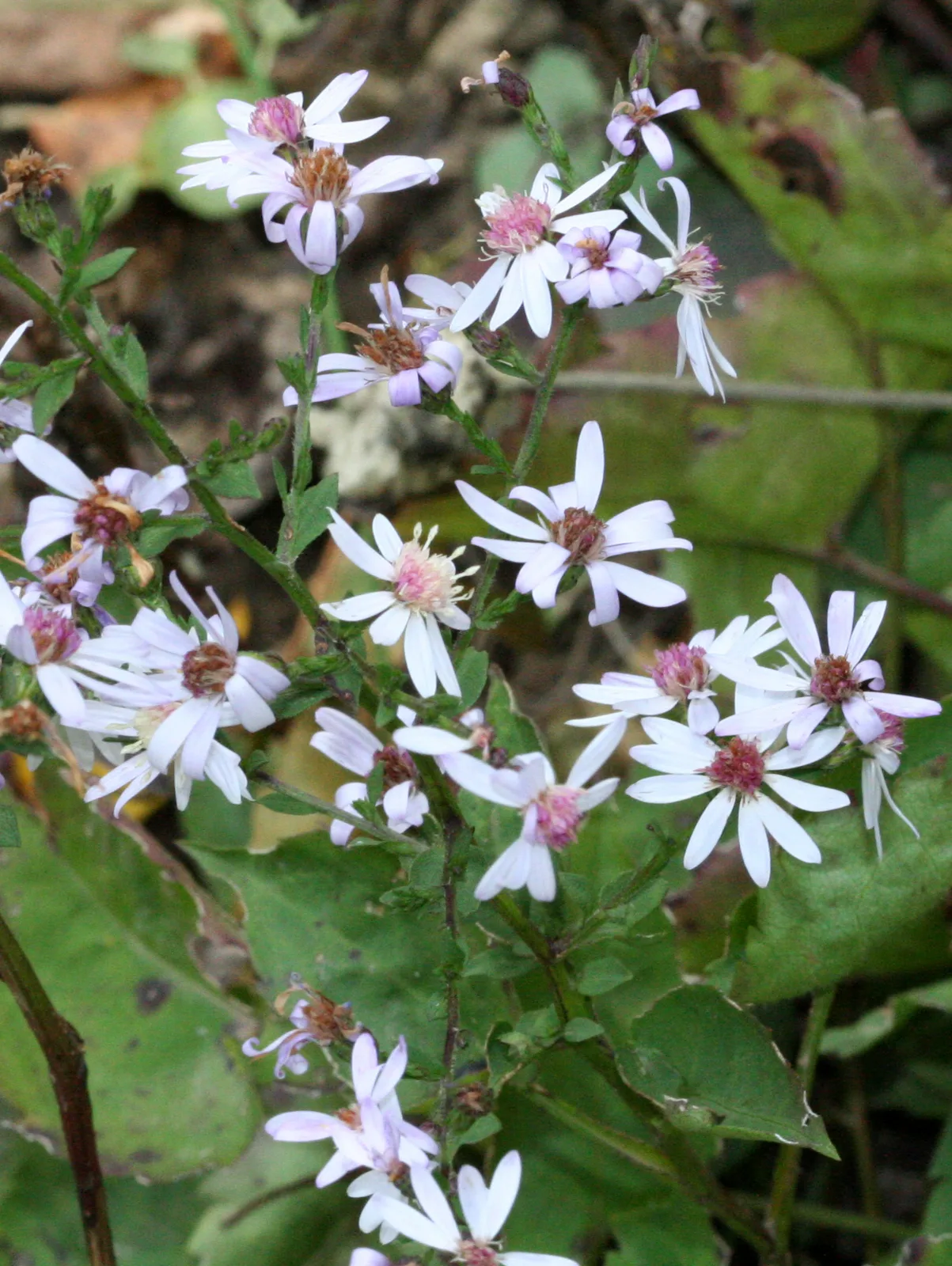 Heartleaf Aster (Symphyotrichum cordifolium)