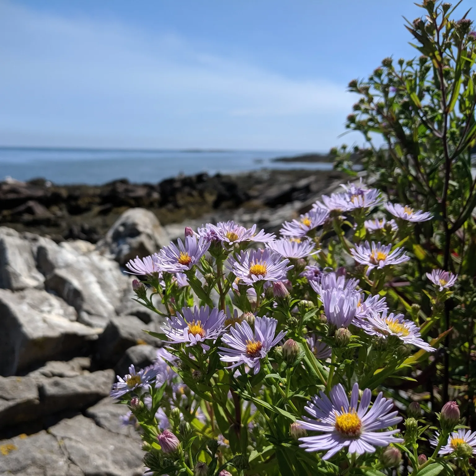 New York Aster (Symphyotrichum novi-belgii)