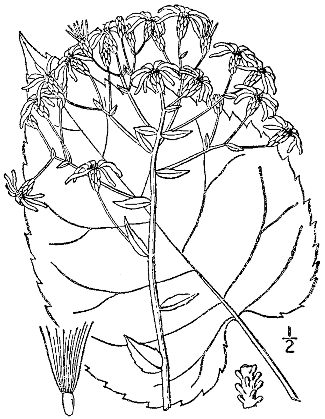 Bigleaf Aster (Eurybia macrophylla)
