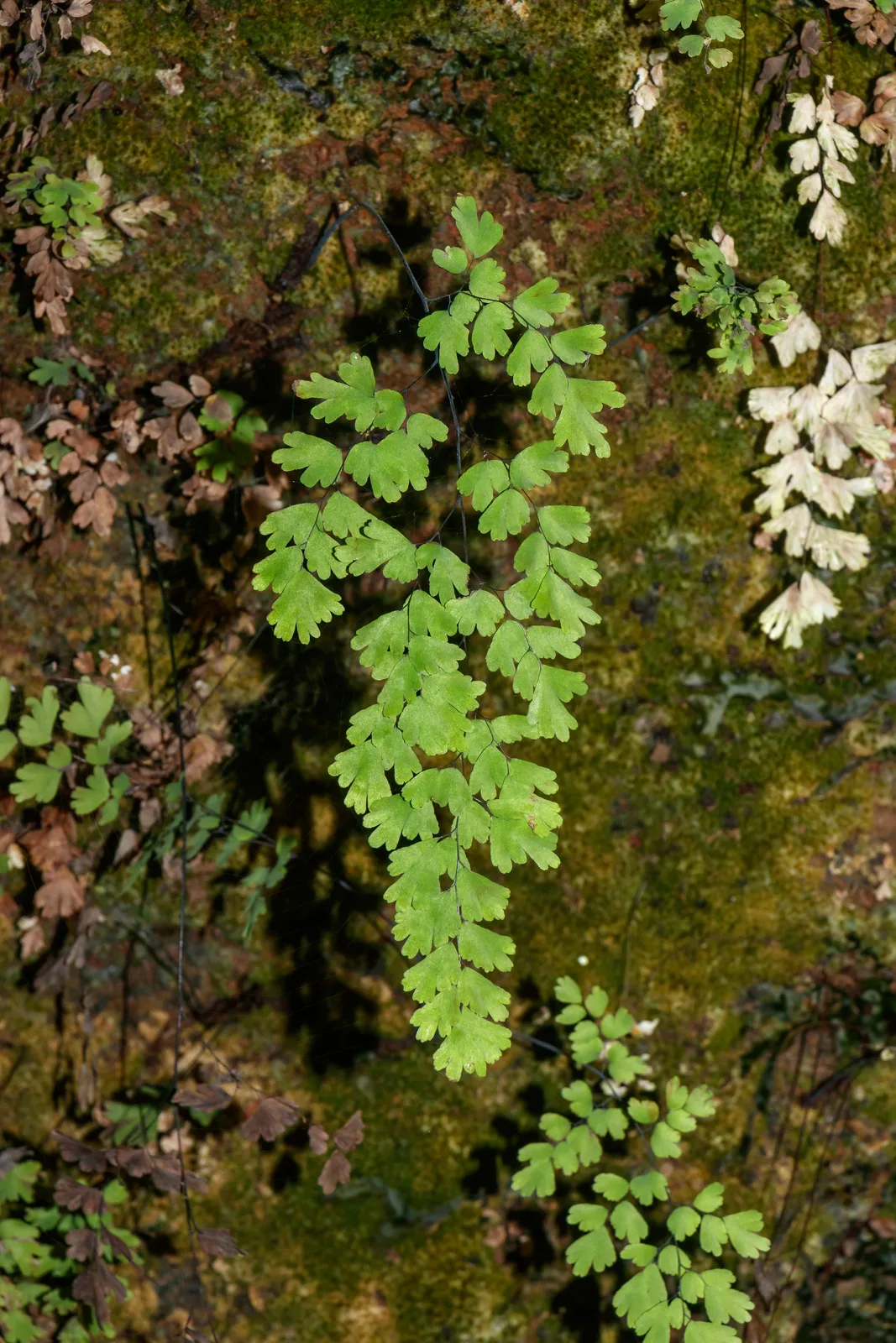 Southern Maidenhair Fern