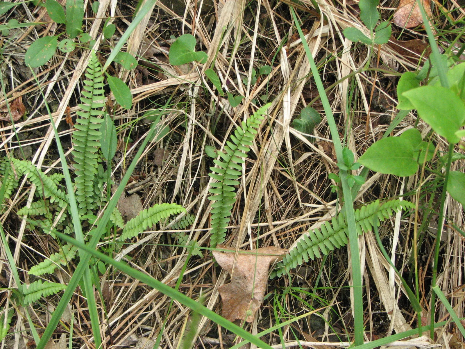 Ebony Spleenwort (Asplenium platyneuron)