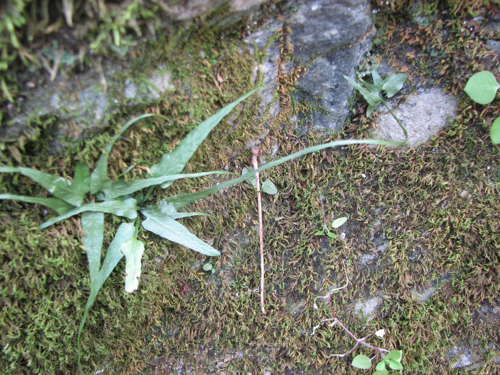 Walking Fern (Asplenium rhizophyllum)