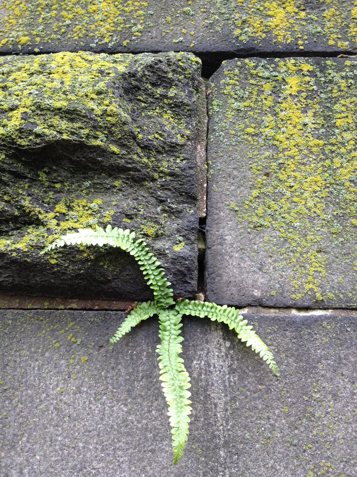 Maidenhair Spleenwort (Asplenium trichomanes)