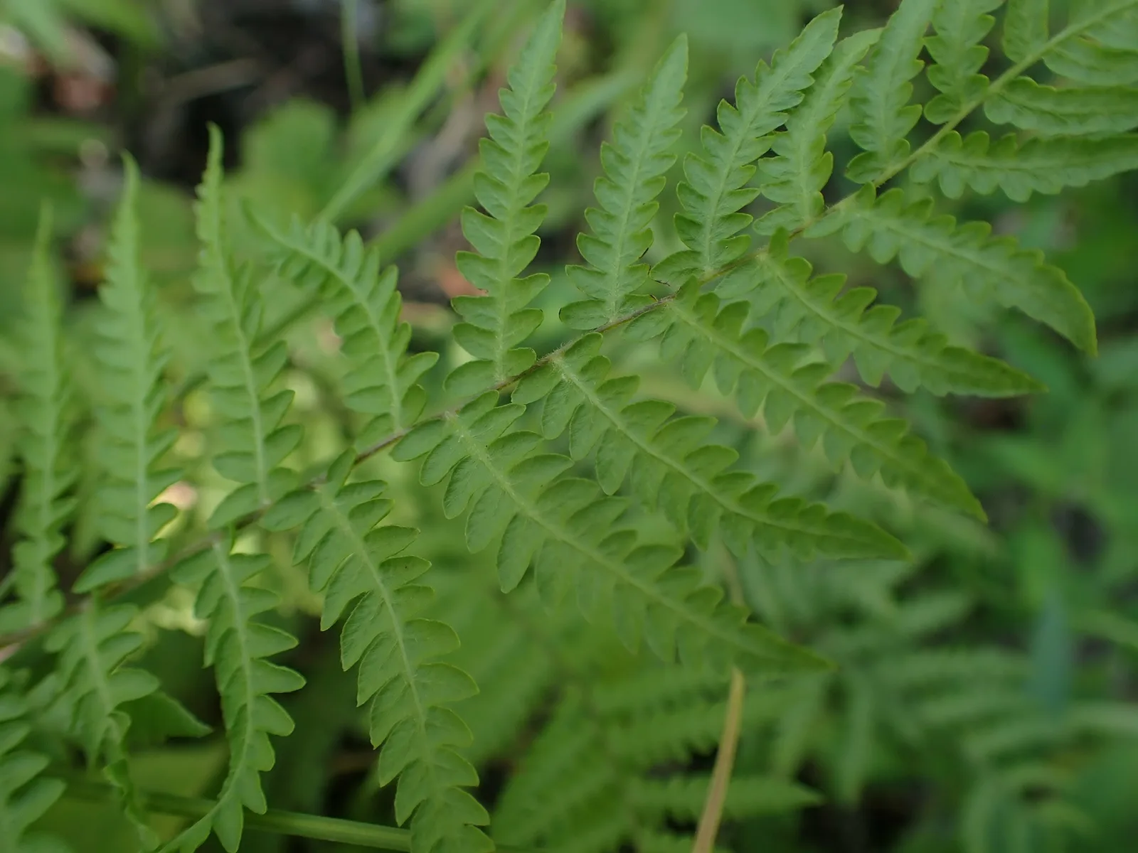 Marsh Fern (Thelypteris palustris)