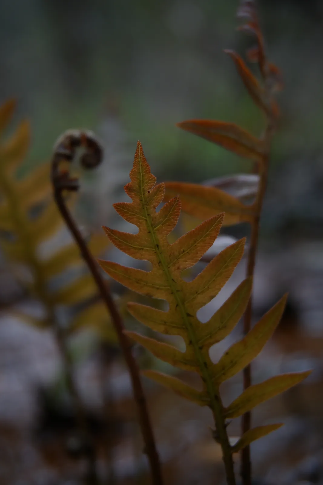 Netted Chain Fern