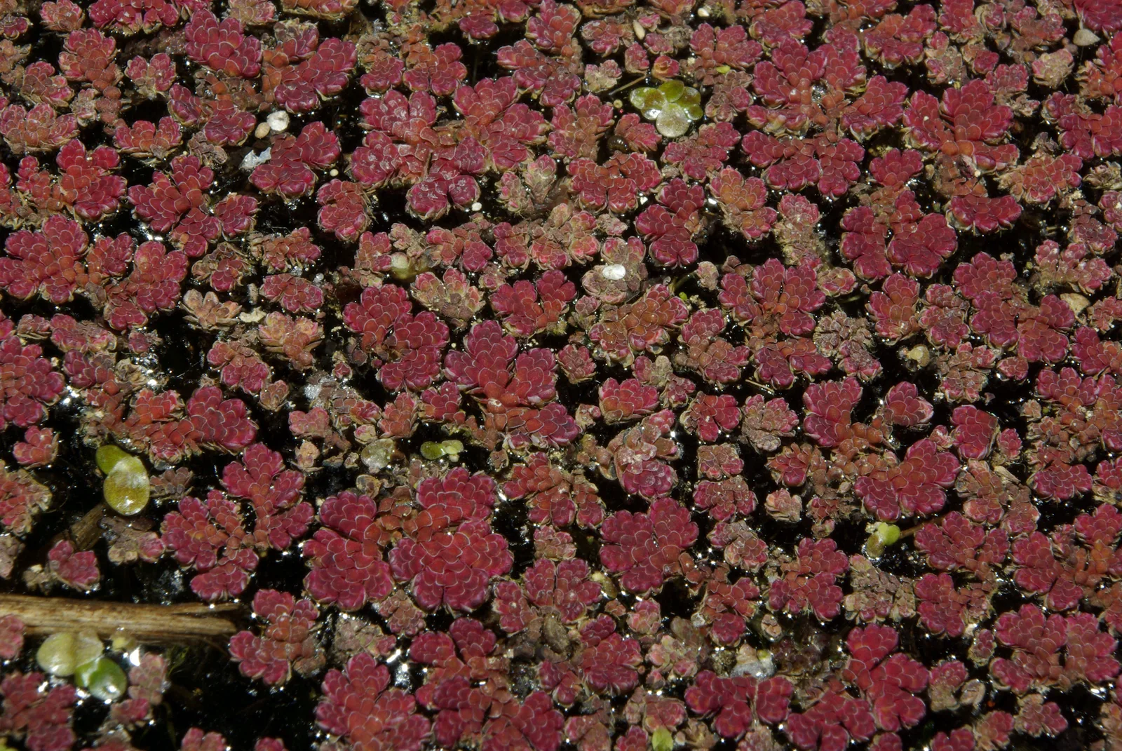 Mosquito Fern