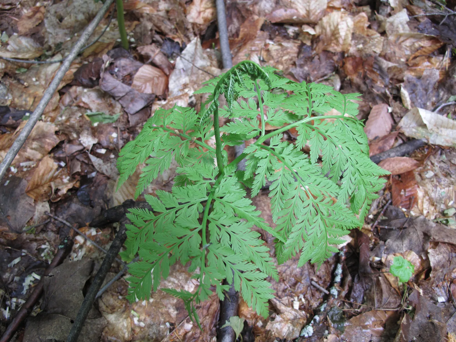 Rattlesnake Fern (Botrypus virginianus)