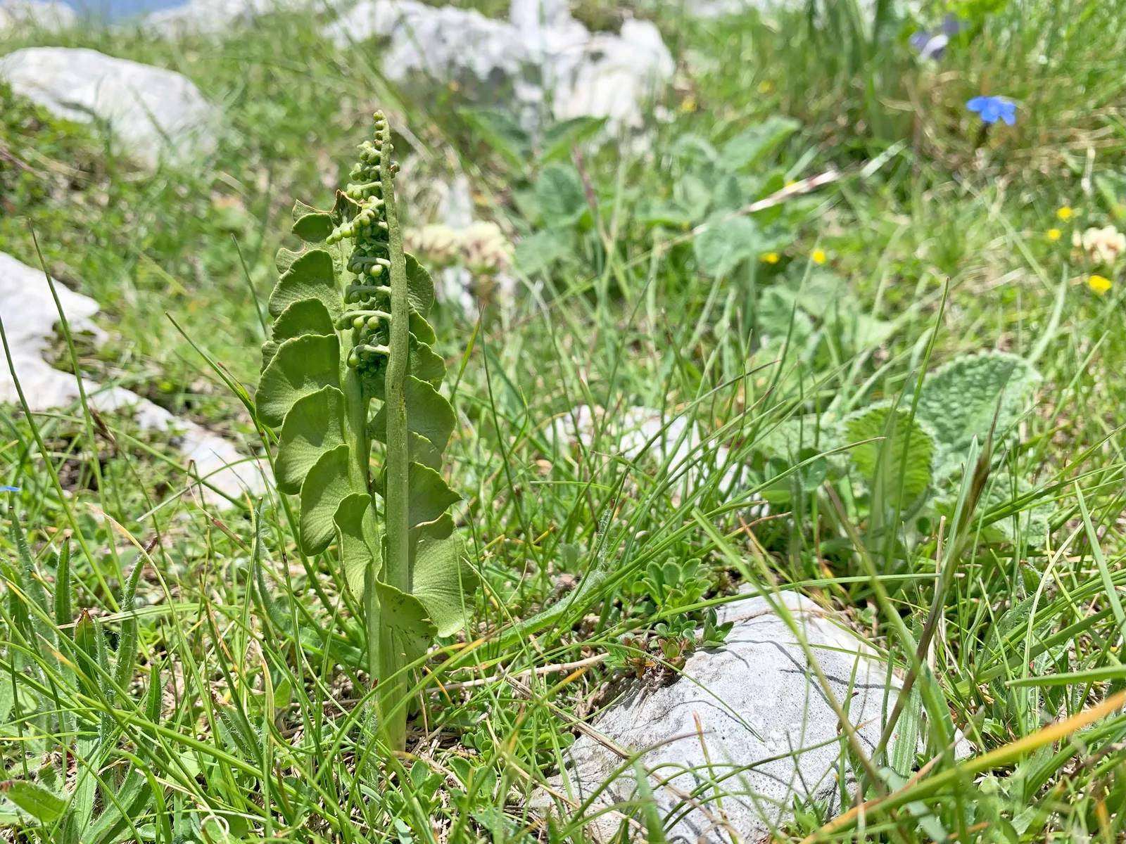 Moonwort (Botrychium lunaria)