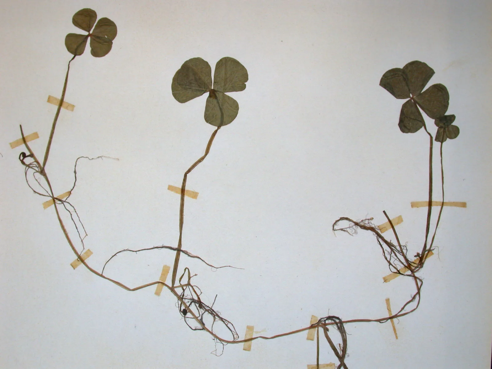 Water Clover (Marsilea quadrifolia)