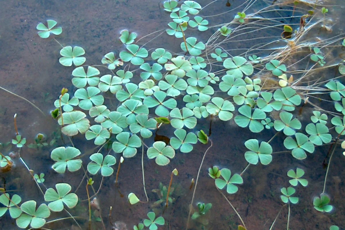 Hairy Water Clover (Marsilea vestita)