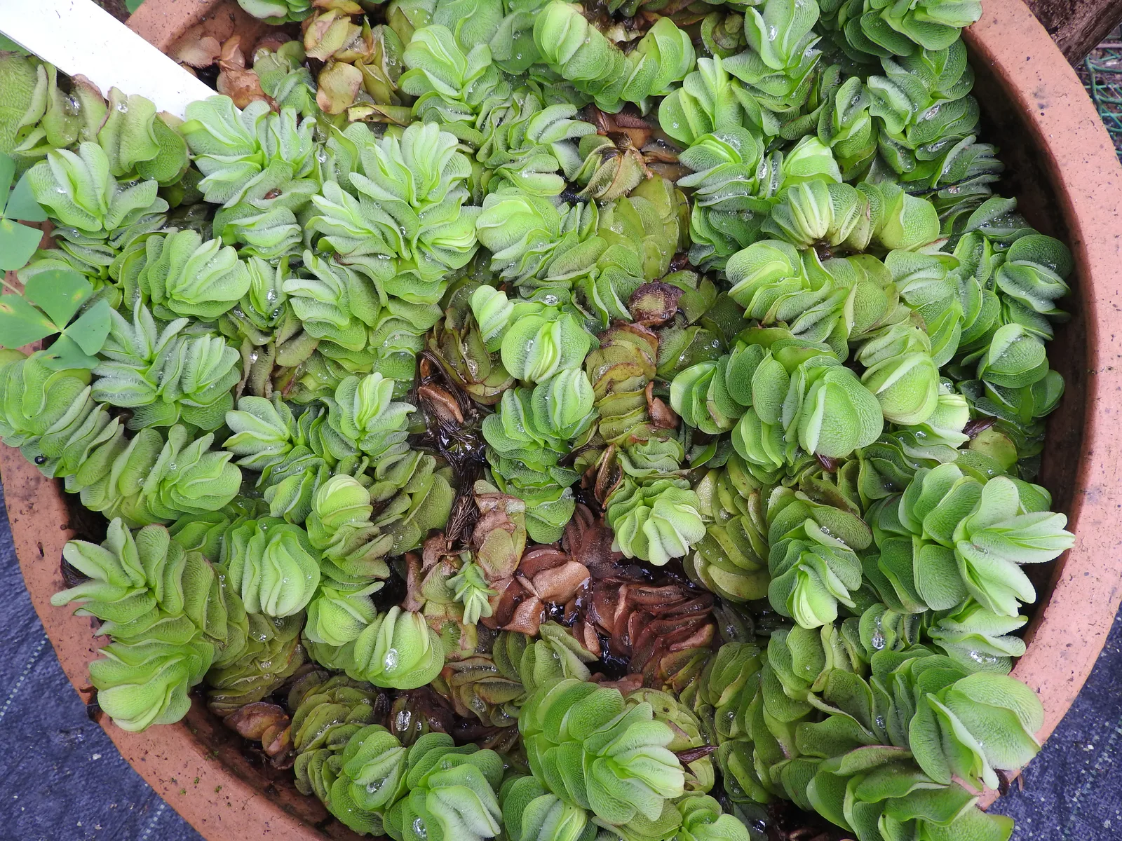 Floating Fern