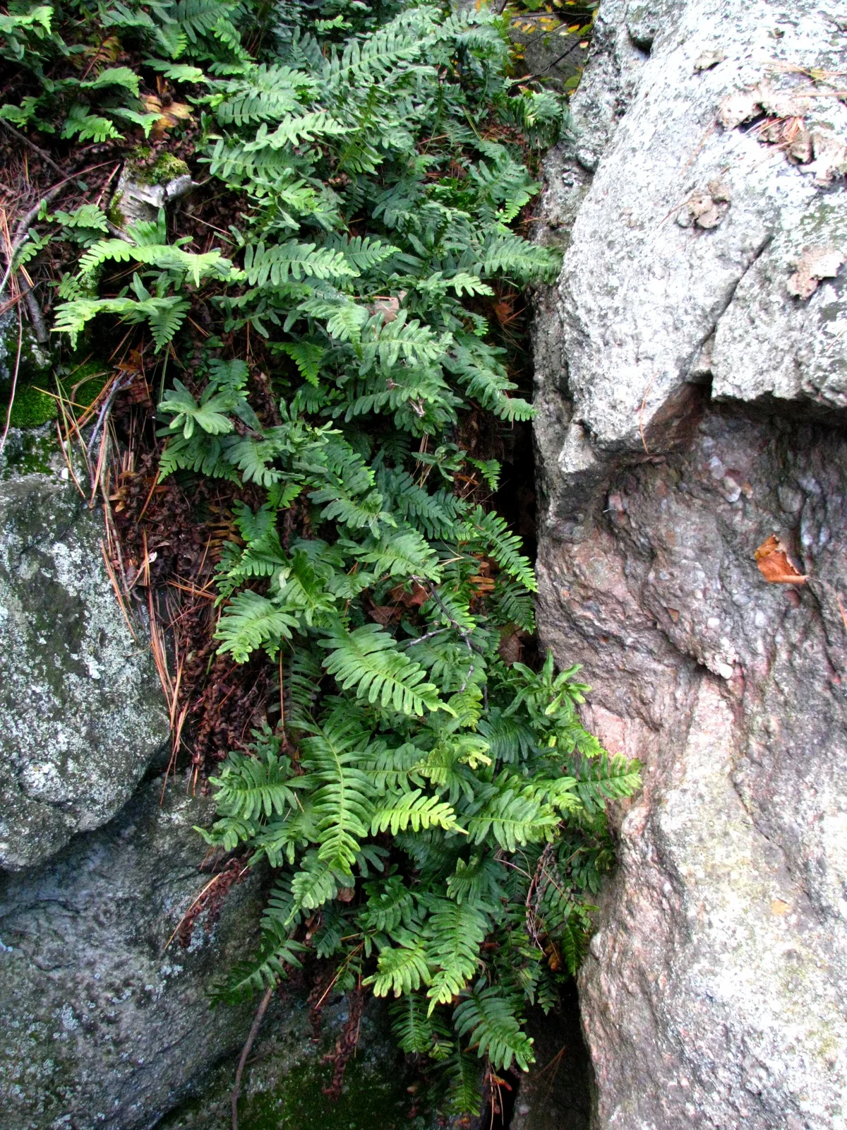 Rock Polypody (Polypodium virginianum)