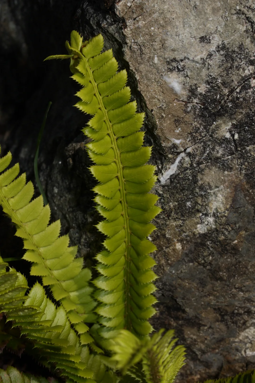 Northern Holly Fern