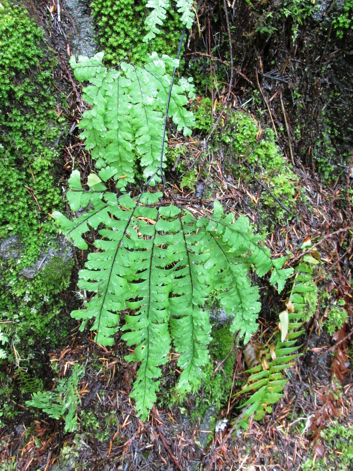 Western Maidenhair Fern