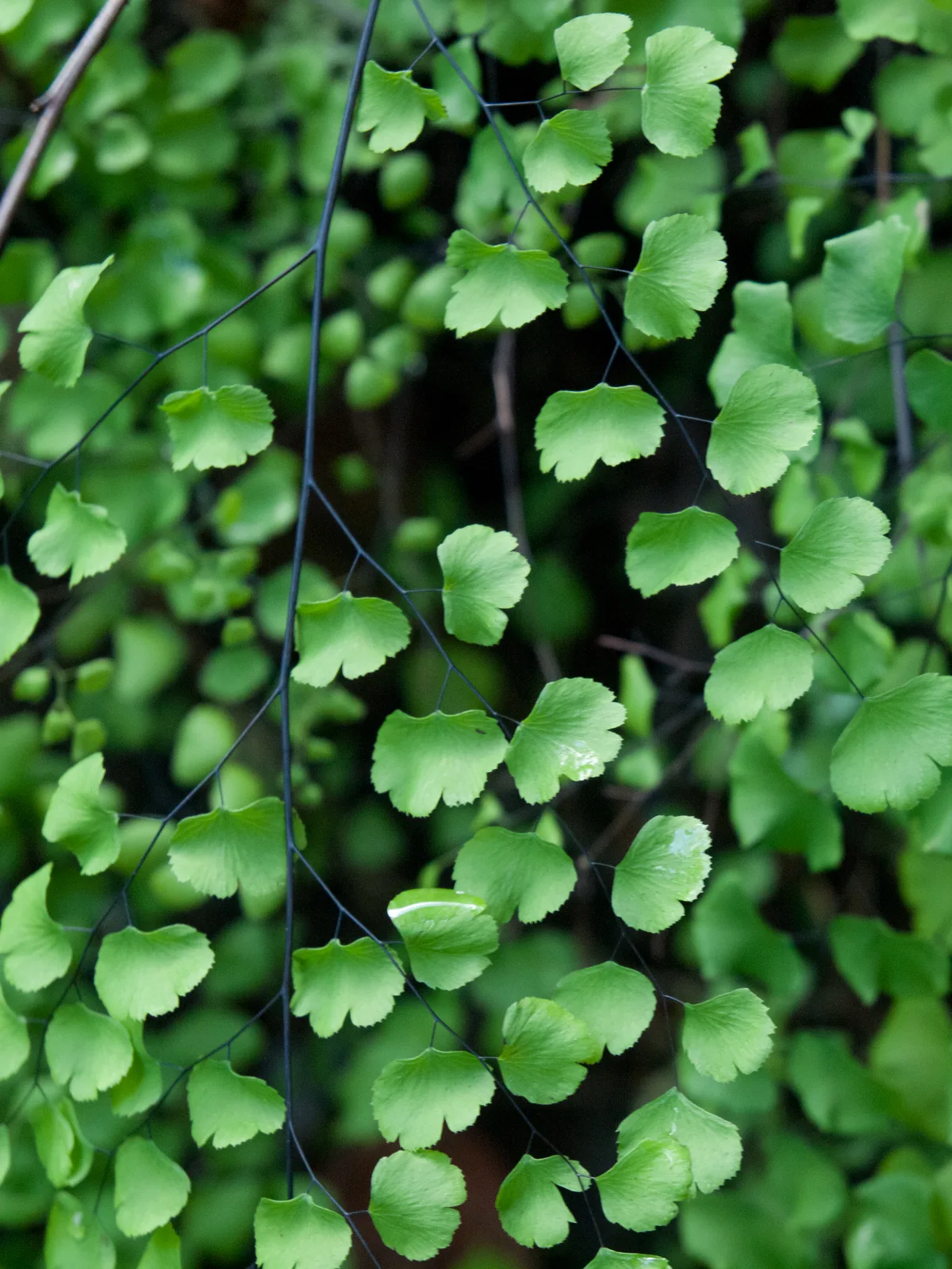 California Maidenhair Fern