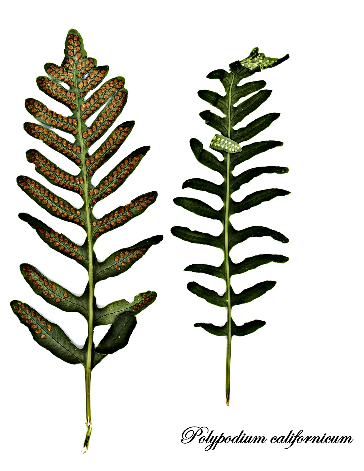 California Polypody (Polypodium californicum)