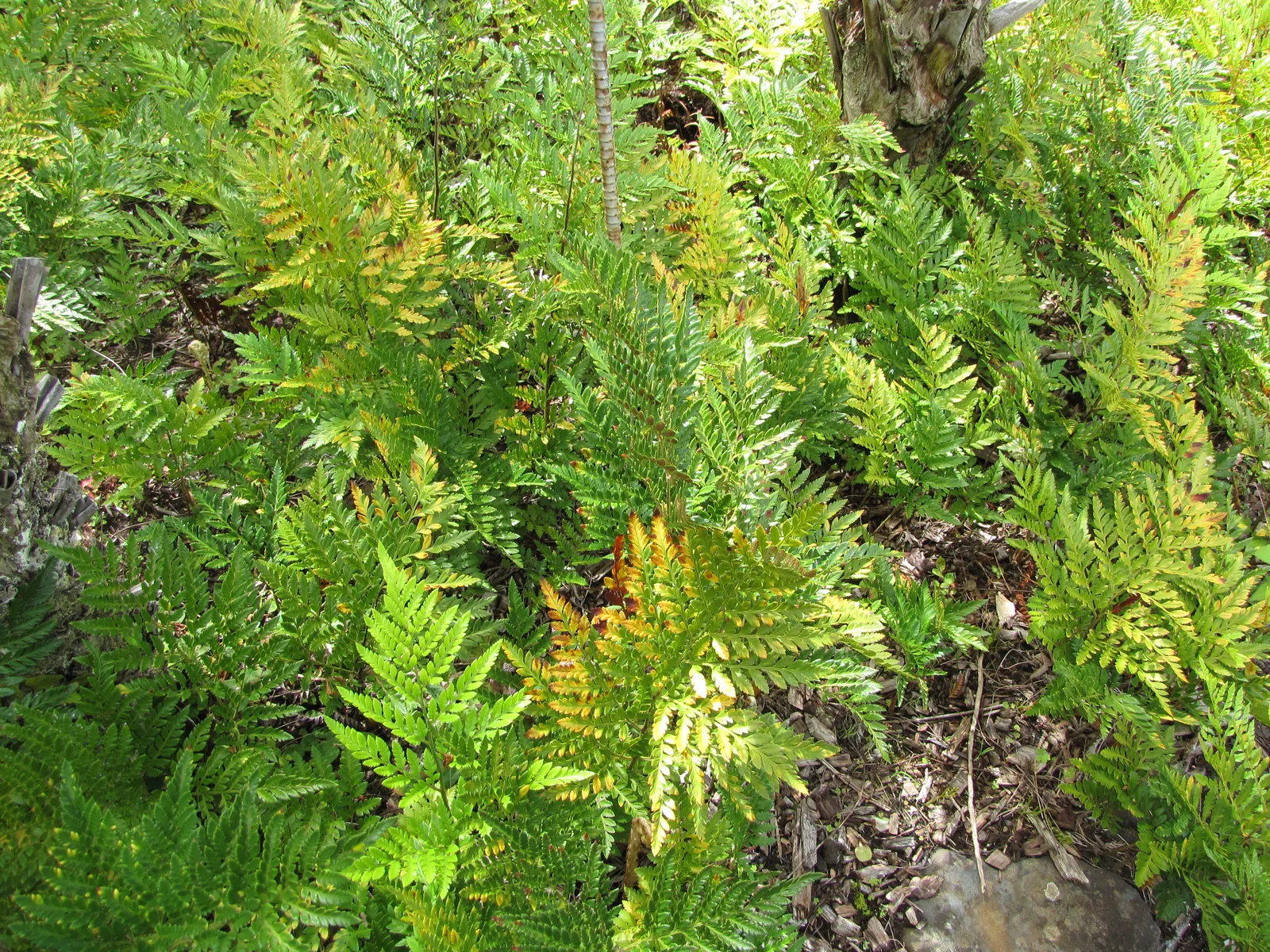 Leather Fern (Rumohra adiantiformis)