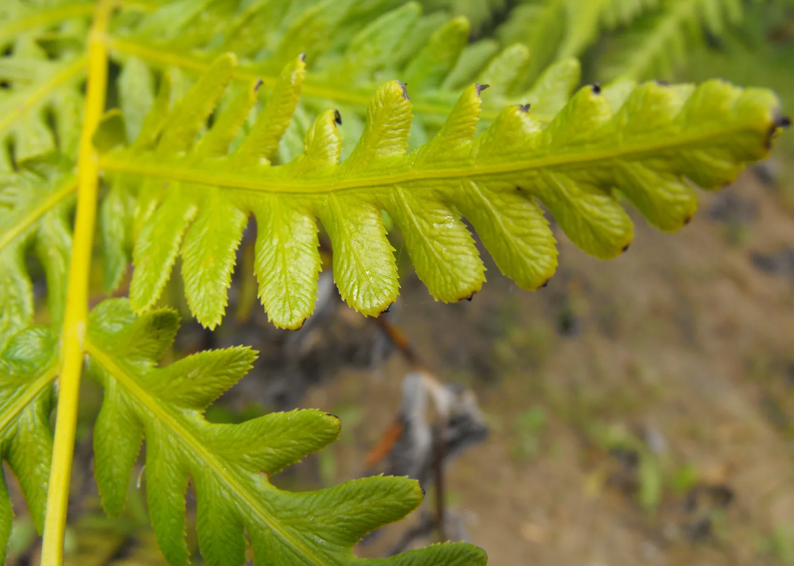 Giant Chain Fern (Woodwardia fimbriata)