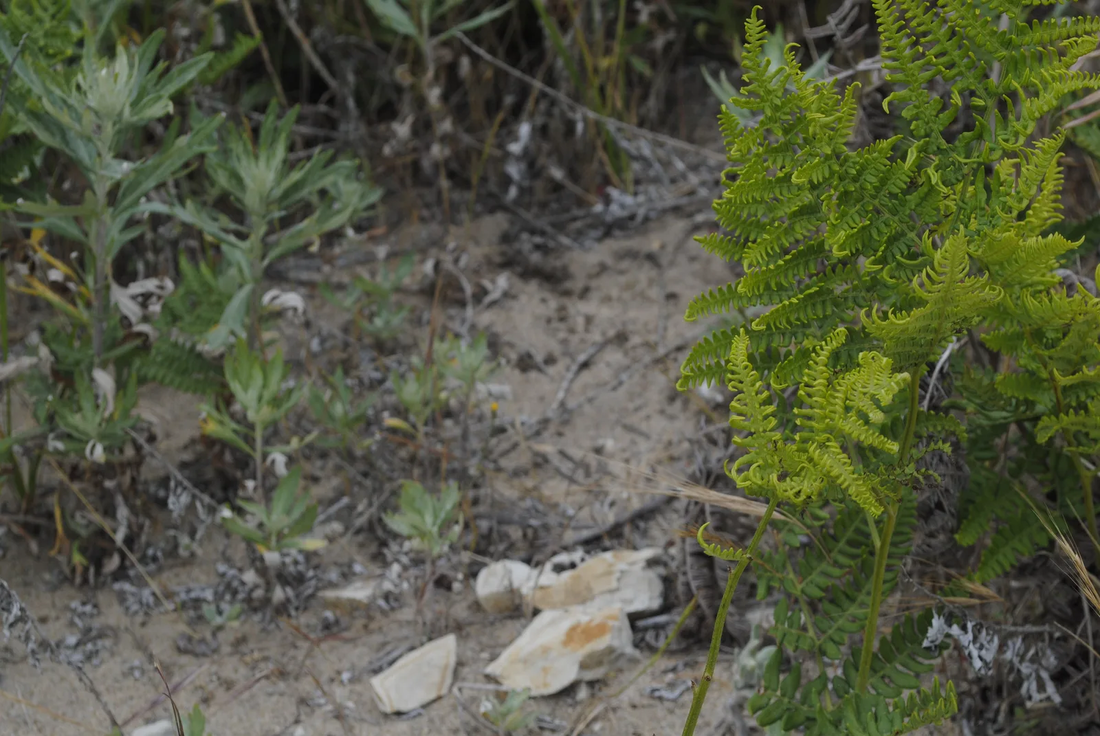 Western Bracken Fern