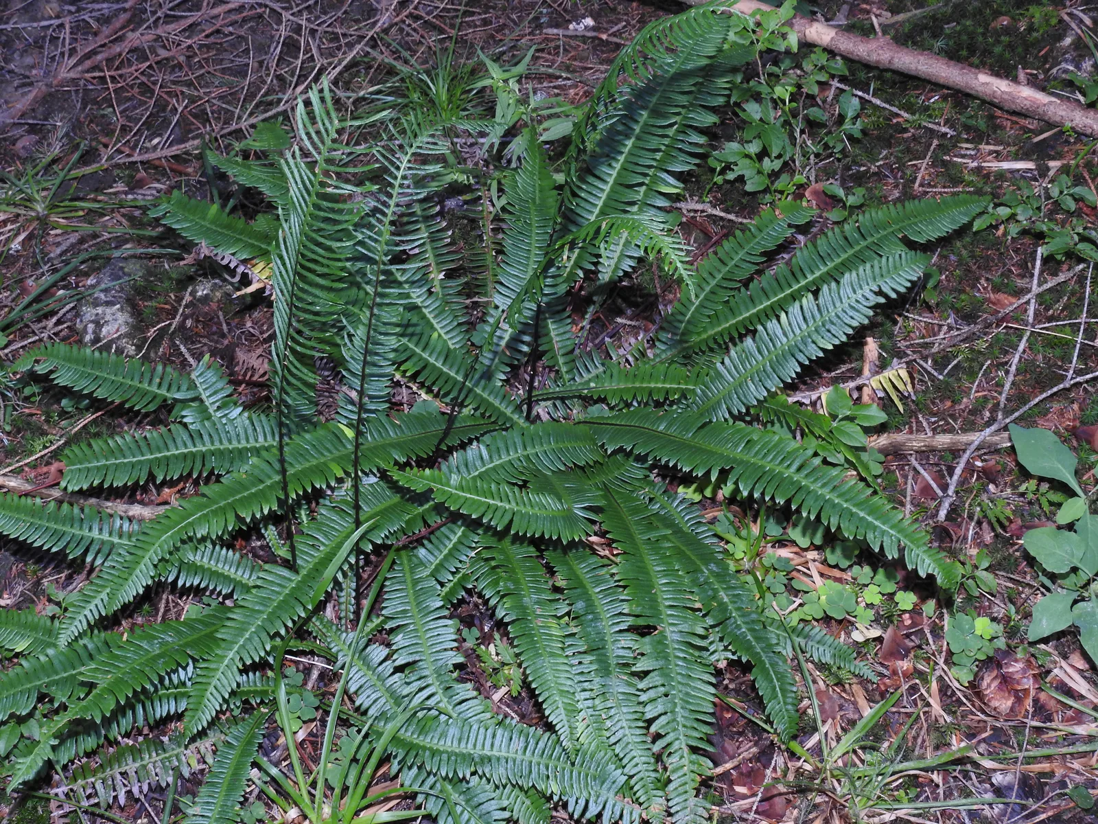 Deer Fern (Struthiopteris spicant)