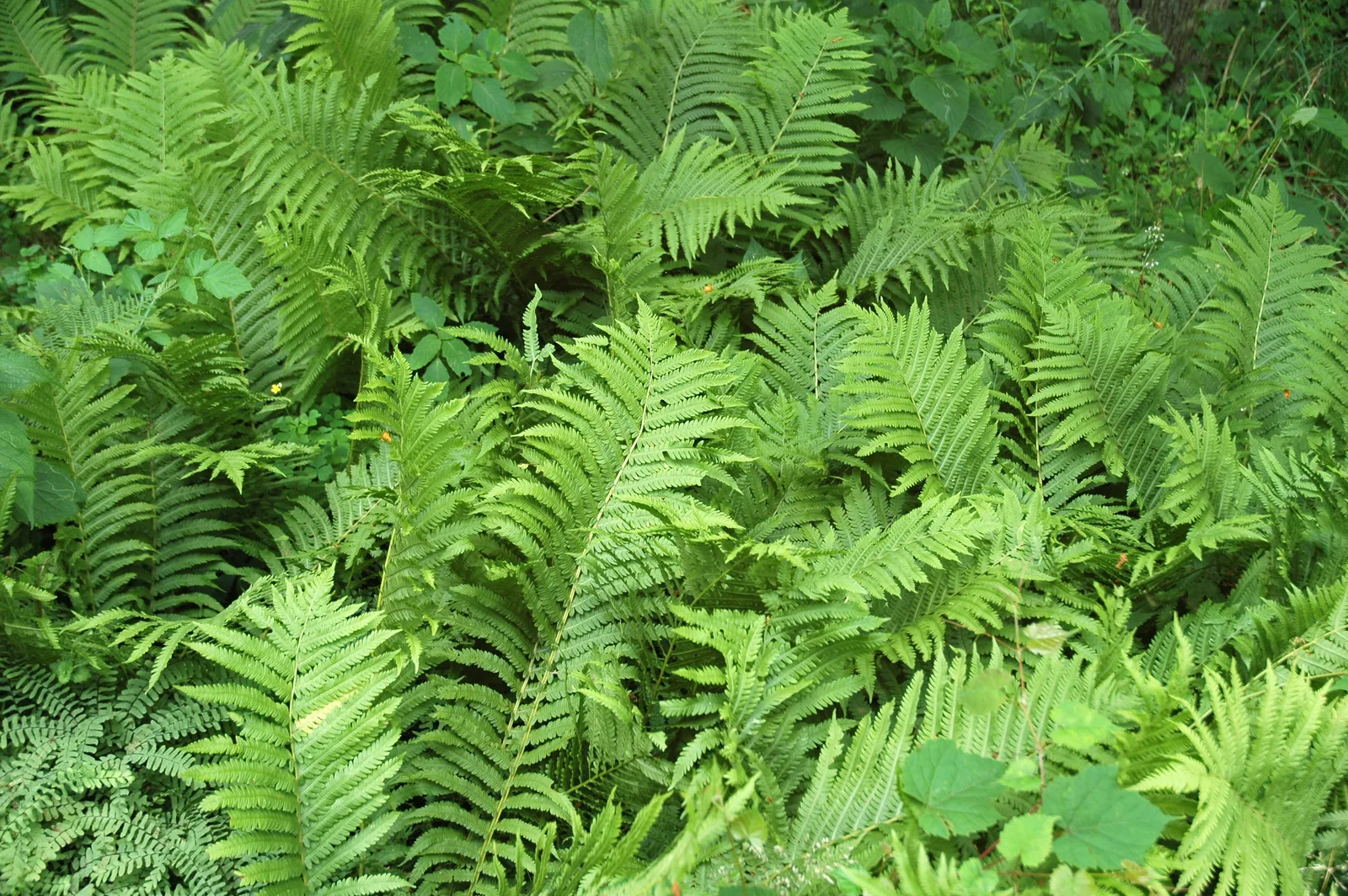 Silvery Glade Fern
