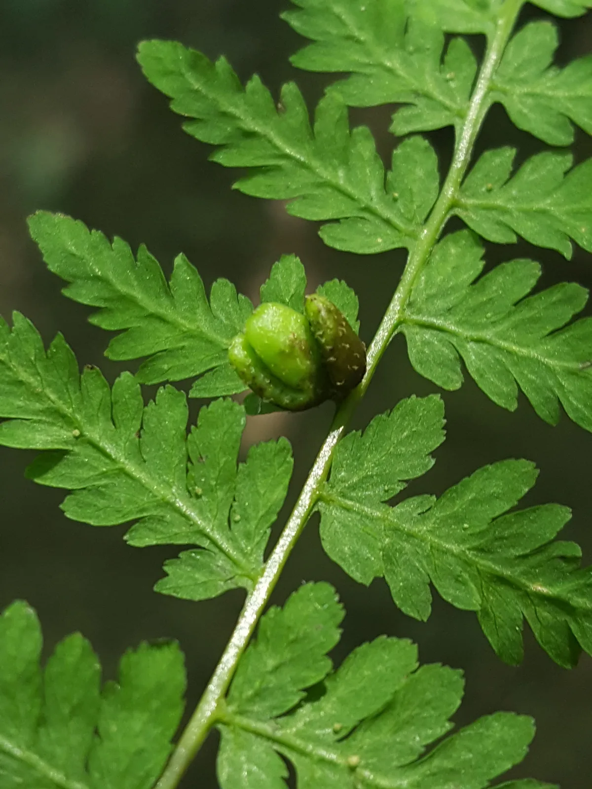 Bulblet Fern (Cystopteris bulbifera)