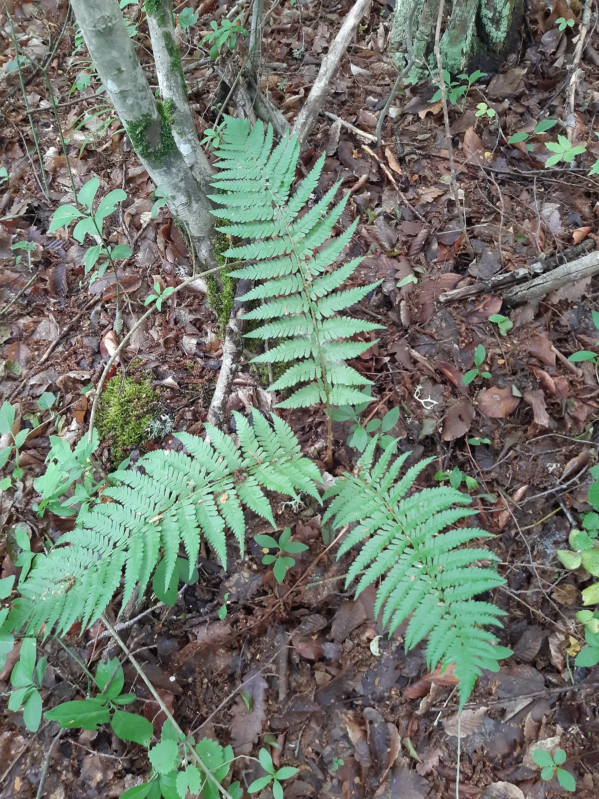 Male Fern (Dryopteris filix-mas)