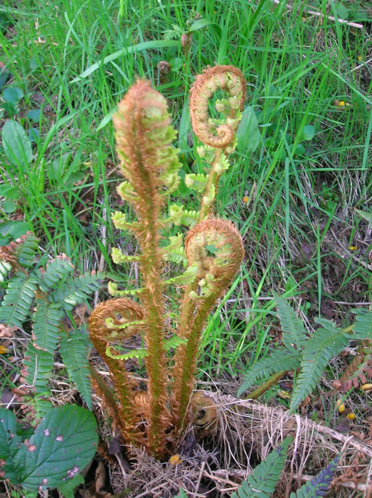 Scaly Male Fern (Dryopteris affinis)