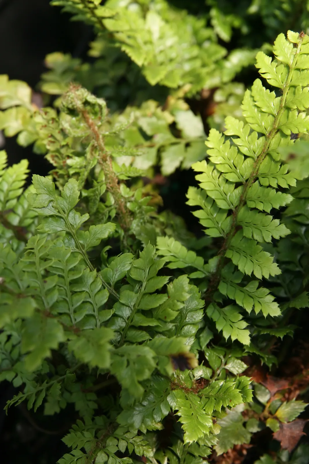 Korean Rock Fern