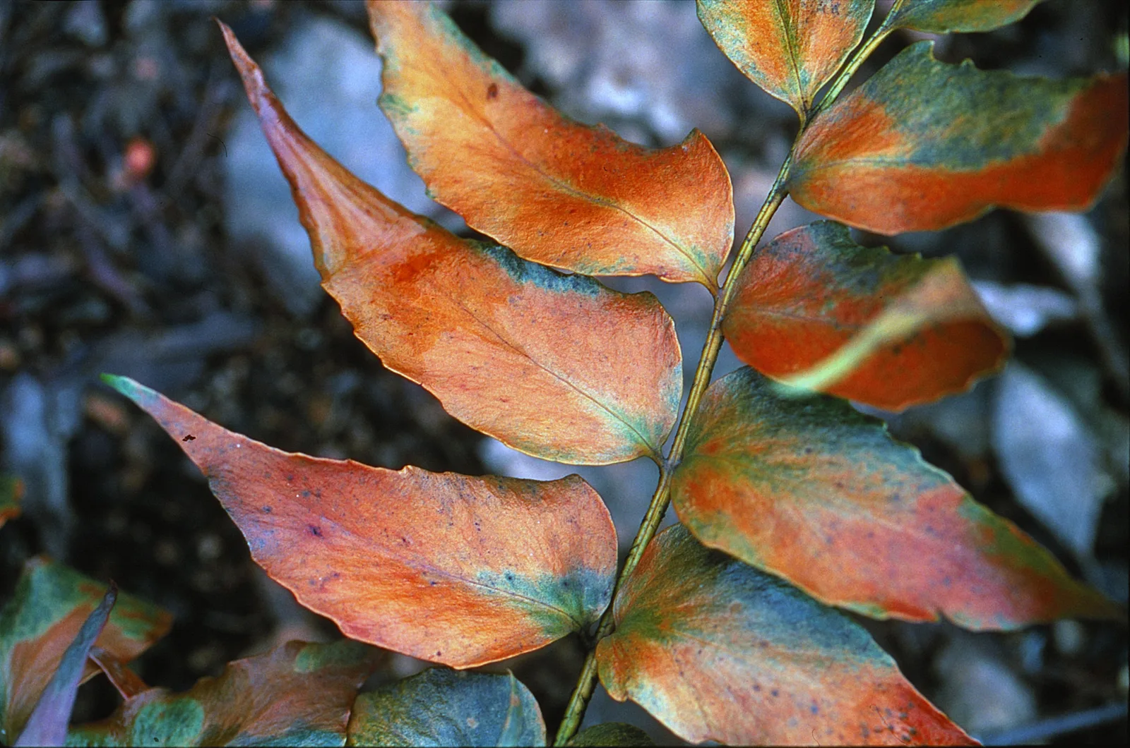 Japanese Holly Fern (Cyrtomium falcatum)