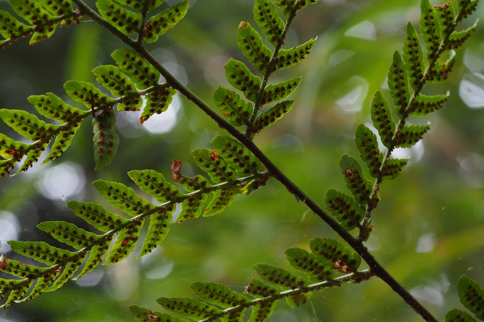 Autumn Fern (Dryopteris erythrosora)