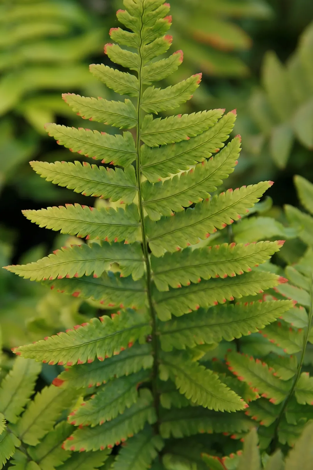 Shaggy Shield Fern (Dryopteris cycadina)
