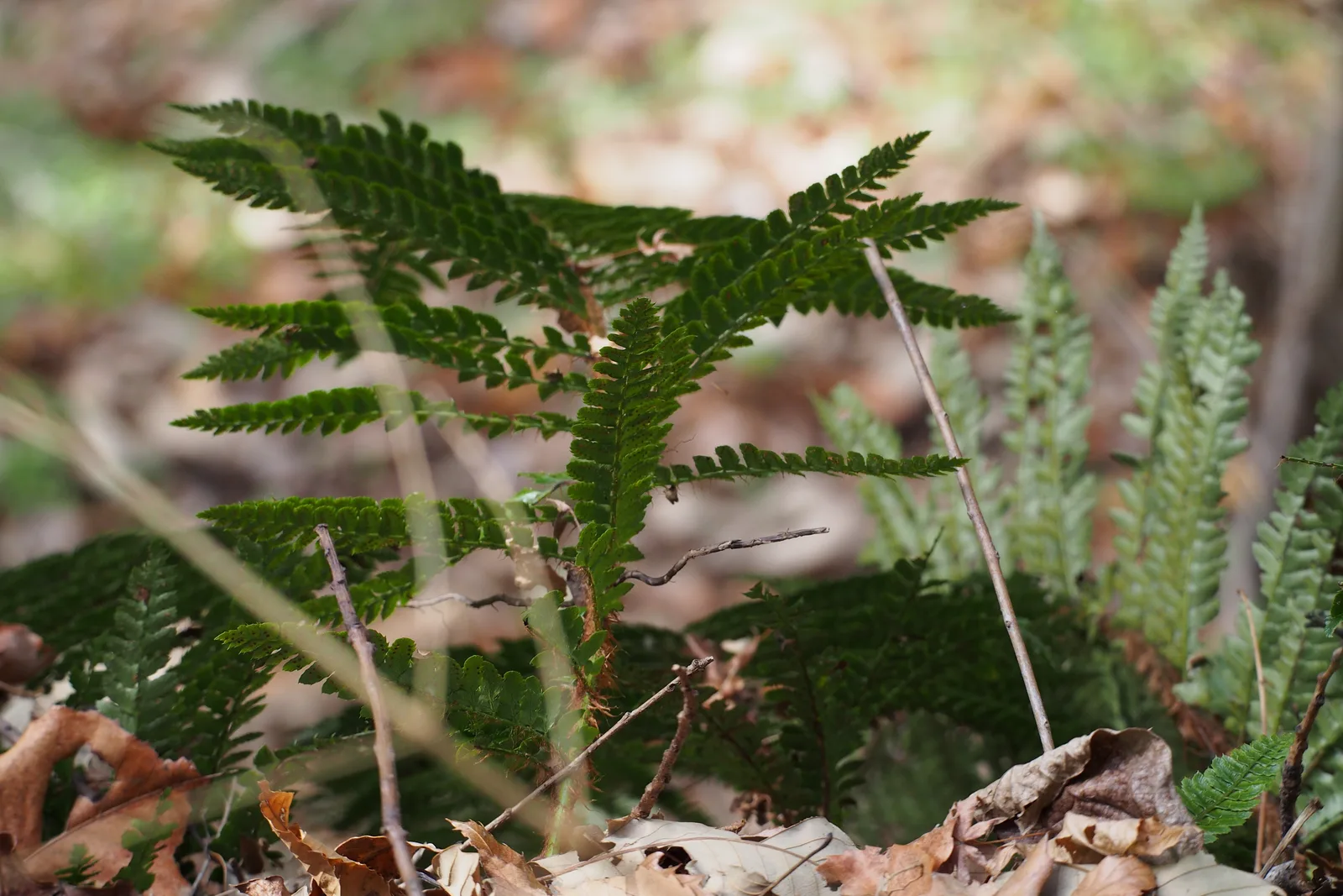 Japanese Tassel Fern