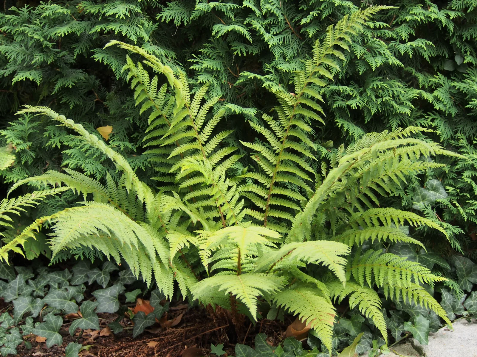 Soft Shield Fern (Polystichum setiferum)
