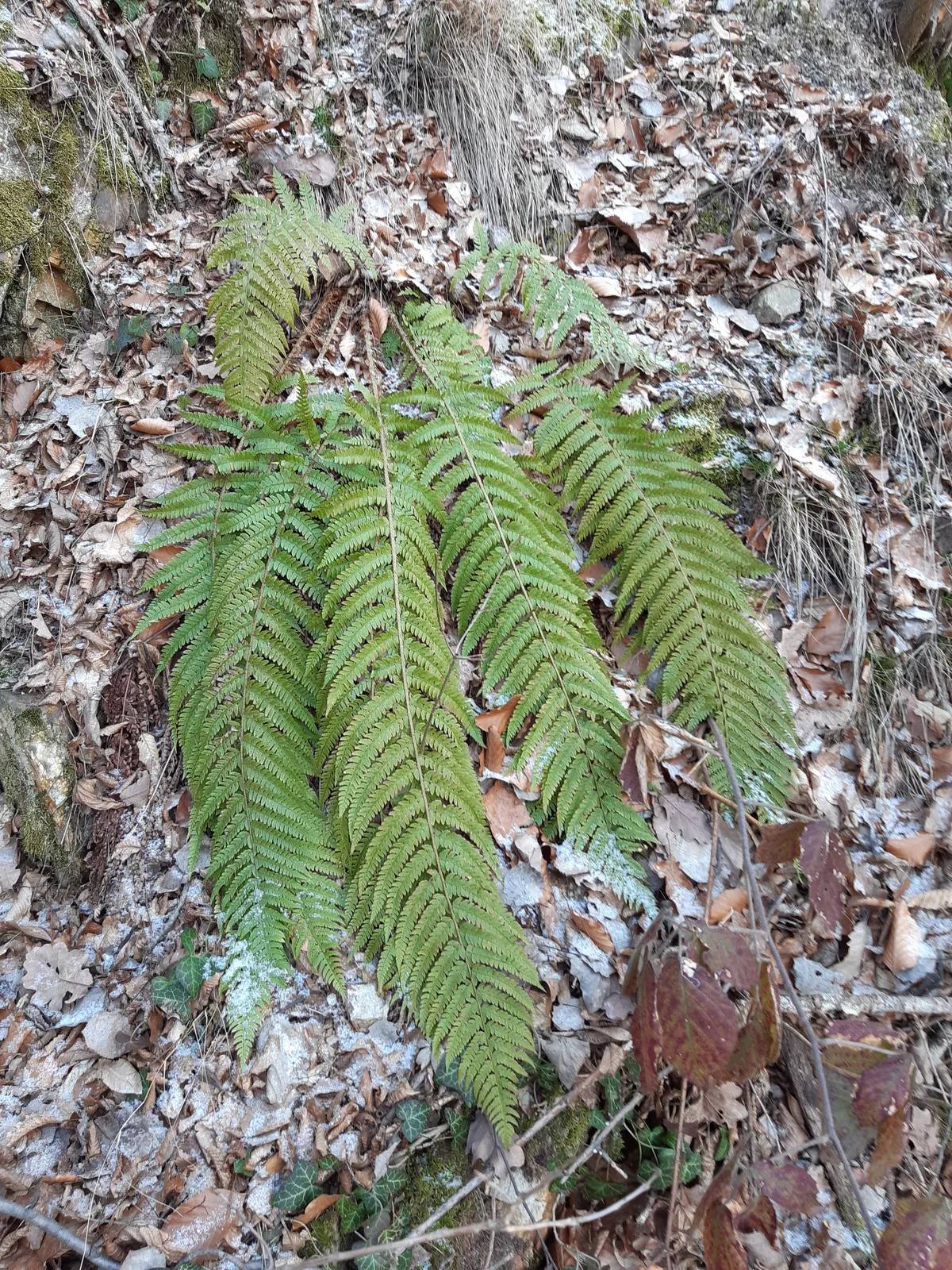 Hard Shield Fern (Polystichum aculeatum)