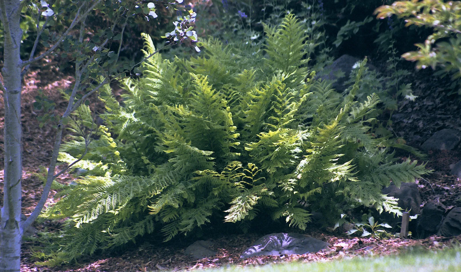 Alpine Lady Fern