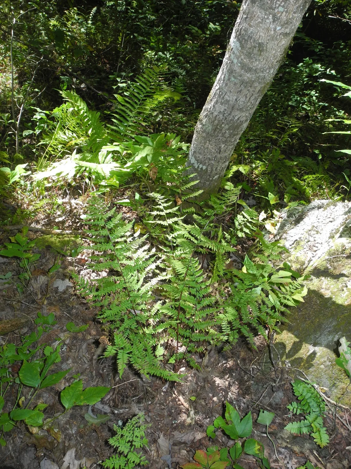 Southern Lady Fern