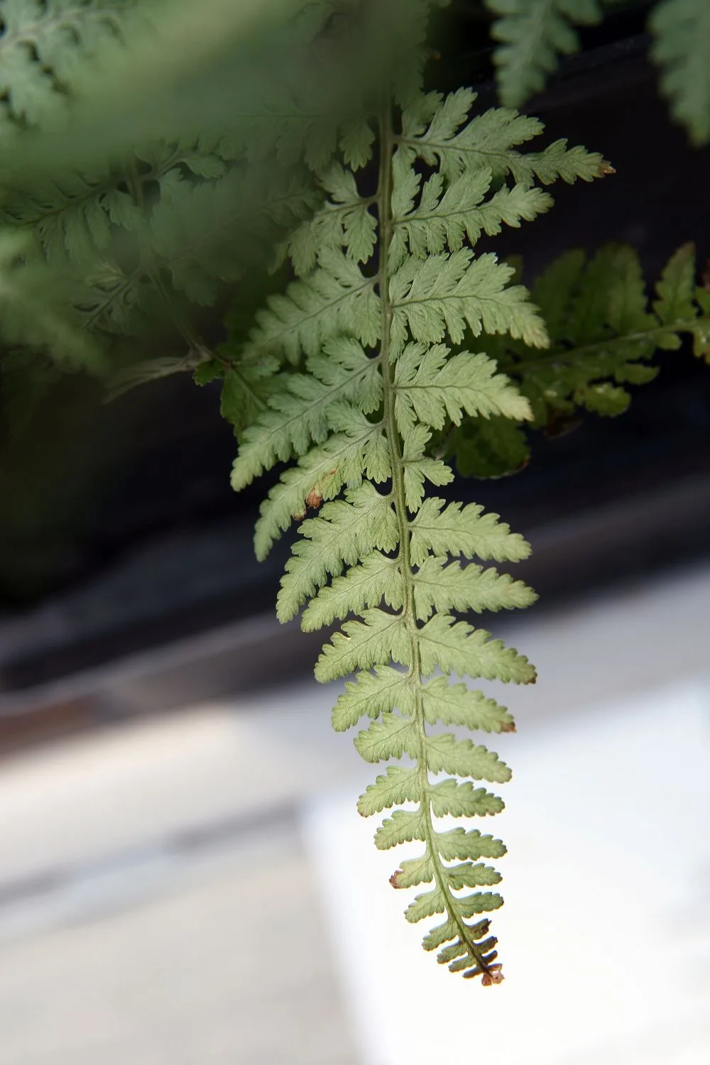 Ghost Fern