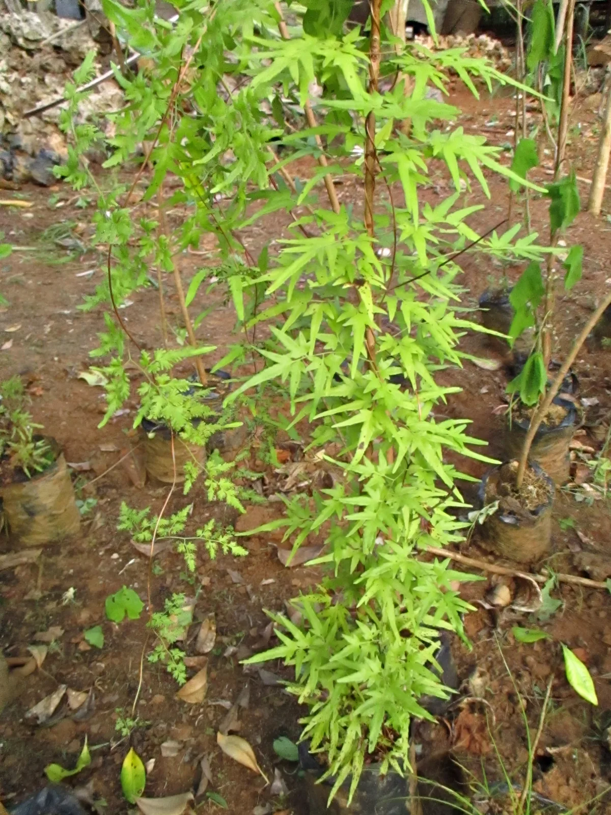 Japanese Climbing Fern (Lygodium japonicum)