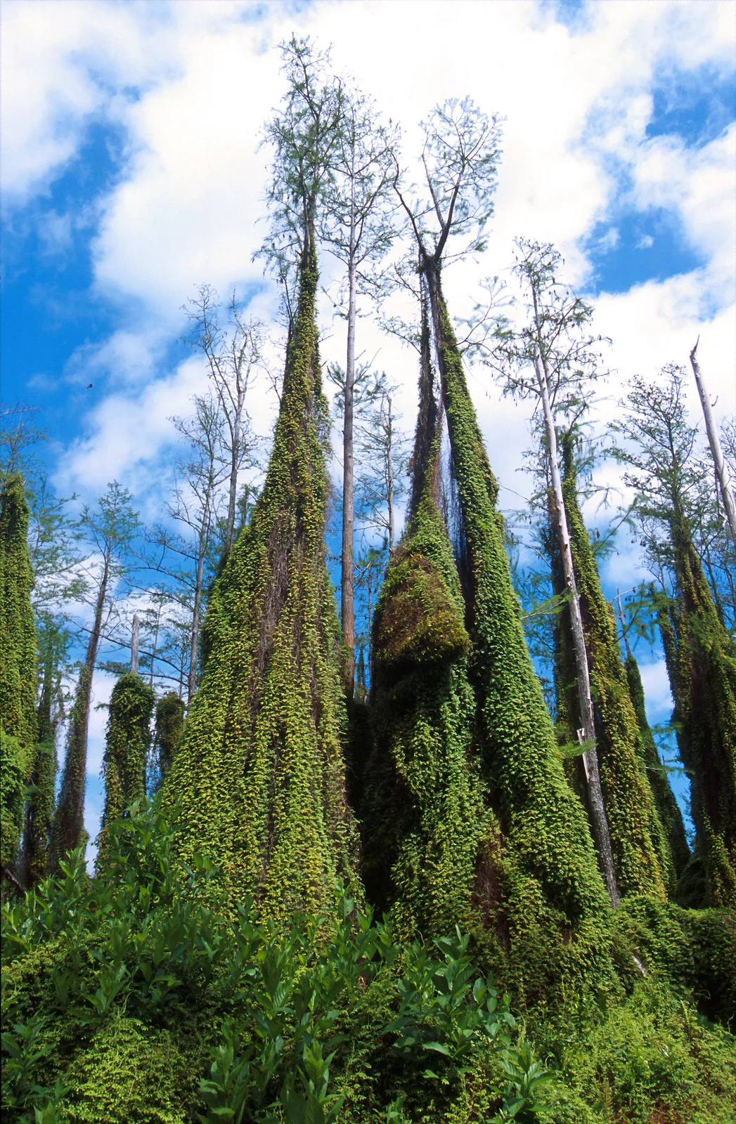 Old World Climbing Fern (Lygodium microphyllum)