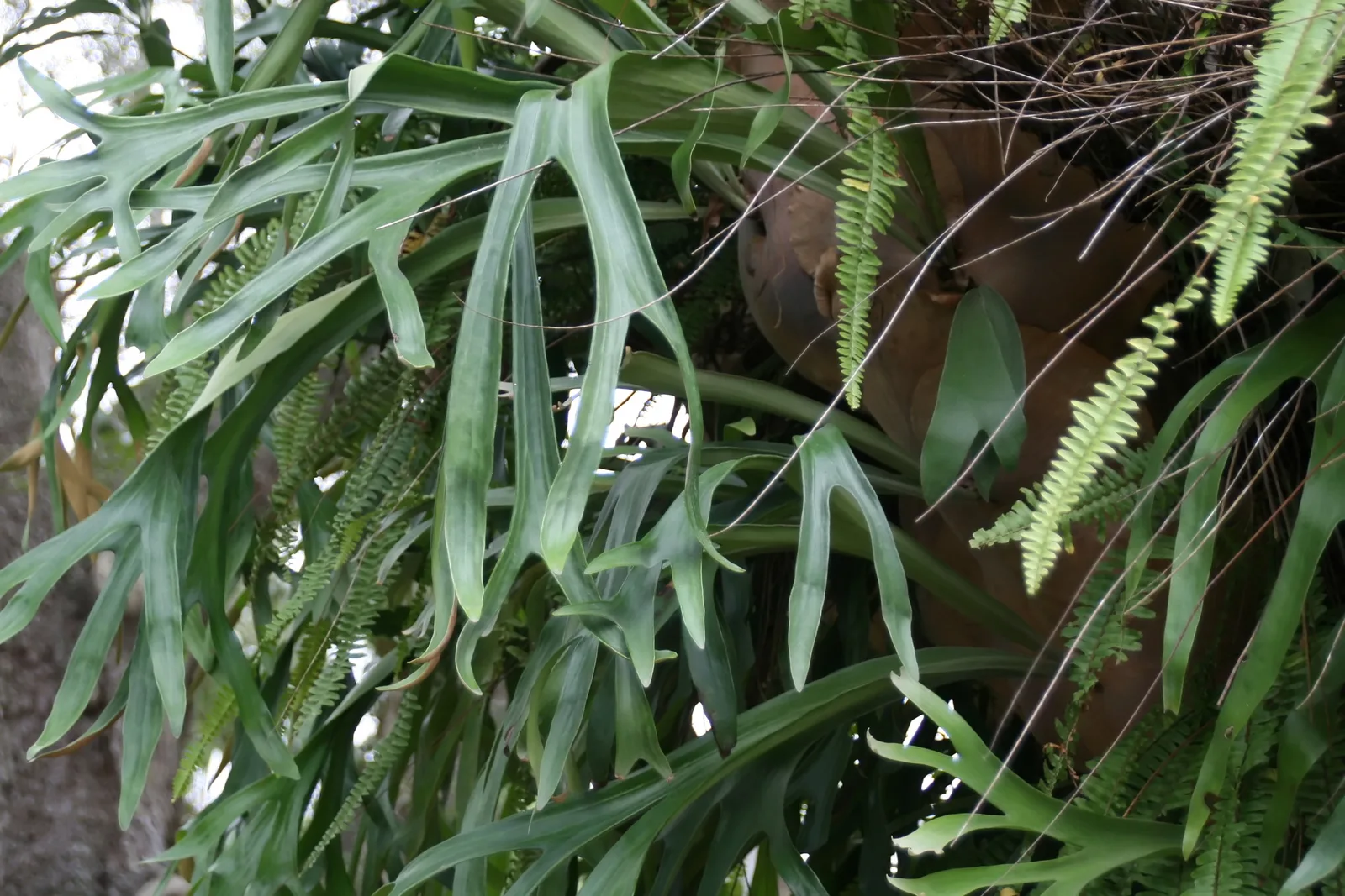 Staghorn Fern